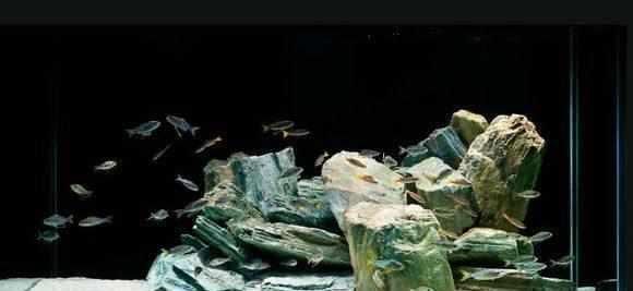 如何判斷魚缸水質優劣：如何判斷魚缸水質的優劣