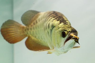 龍魚多大成年（龍魚成年需要多長時間？）