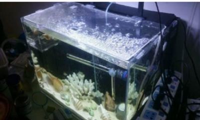 過濾材直接放魚缸里可以嗎有毒嗎（魚缸水質管理全攻略）