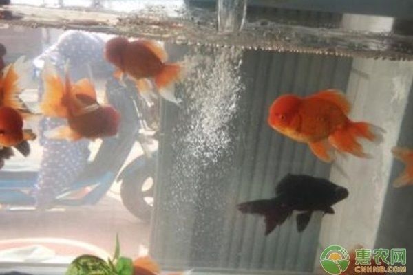 如何控制魚缸內(nèi)綠藻生長：控制魚缸中綠藻生長的方法主要包括以下幾個(gè)方面