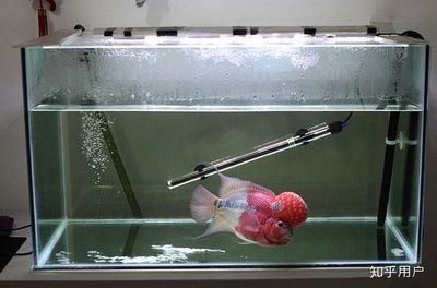 魚缸品牌推薦知乎：哪些品牌的魚缸品牌值得推薦 魚缸品牌推薦知乎：哪些品牌的魚缸品牌值得推薦 魚缸百科 第3張