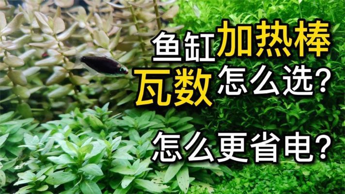 如何選擇合適的小紅龍魚加熱器：小紅龍魚加熱器功率計算方法小紅龍魚加熱器安全選購指南