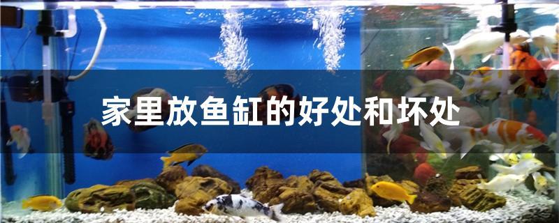 我的虎魚真菌感染了要怎么處理 家里放魚缸的好處和壞處 全國水族館企業名錄 家里放魚缸的好處和壞處 家里放魚缸的好處和壞處 全國水族館企業名錄