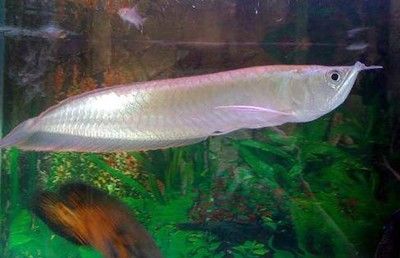 白化銀龍魚多少錢一條（白化銀龍魚價格多少錢一條(銀龍魚多少錢一條） 白化銀龍魚多少錢一條（白化銀龍魚價格多少錢一條(銀龍魚多少錢一條） 龍魚百科 第2張