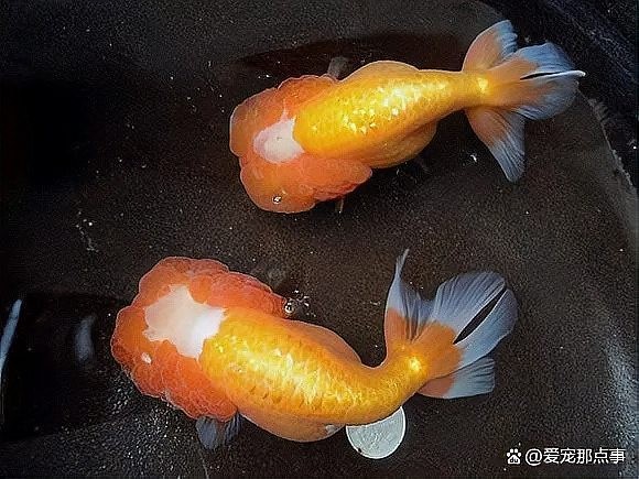 龍魚打粉病多久會死？ 龍魚打粉病多久會死？ 龍魚百科 第2張