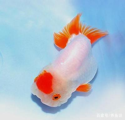 鶴山市沙坪鎮新穎水族館（鶴山市沙坪鎮新穎水族館電話）