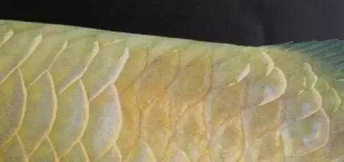 龍魚畫法，工筆畫龍魚簡筆畫入門技巧彩色鉛筆龍魚繪制方法