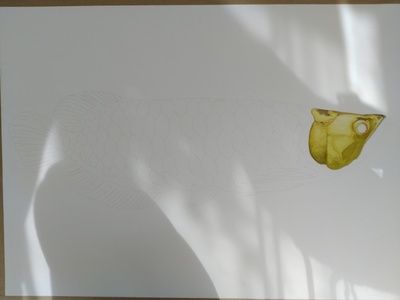 龍魚畫法，工筆畫龍魚簡筆畫入門技巧彩色鉛筆龍魚繪制方法