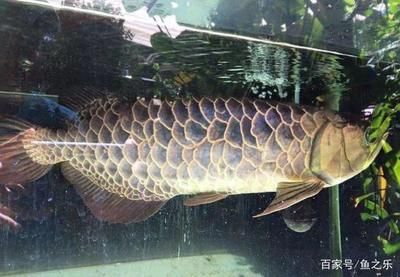 龍魚畫法，工筆畫龍魚簡筆畫入門技巧彩色鉛筆龍魚繪制方法