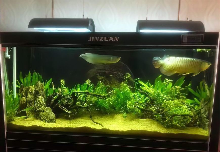 如何設置龍魚缸的水草區 如何設置龍魚缸的水草區 龍魚百科 第3張