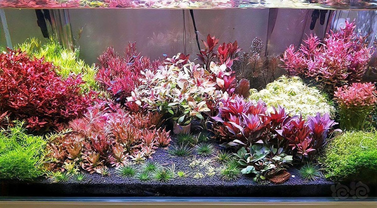 如何設置龍魚缸的水草區 如何設置龍魚缸的水草區 龍魚百科 第4張