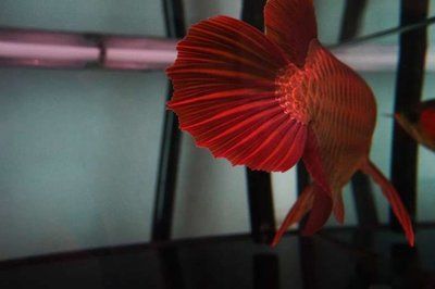 紅龍魚喂什么長的快一點（如何讓紅龍魚長得快一些） 紅龍魚喂什么長的快一點（如何讓紅龍魚長得快一些） 龍魚百科 第4張