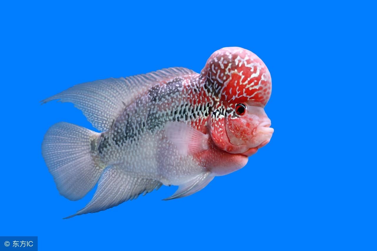 魚缸里出現白色絮狀物是由多種因素引起的：魚缸出現白色絮狀物是怎么回事？