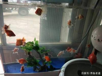 魚缸里出現白色絮狀物是由多種因素引起的：魚缸出現白色絮狀物是怎么回事？
