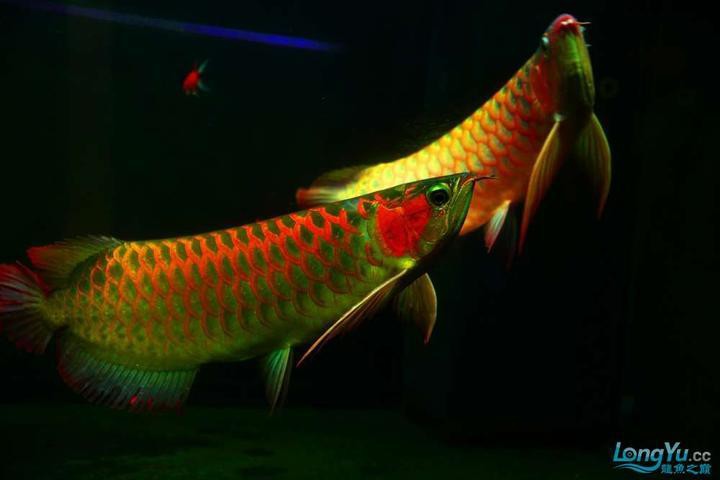 有哪些常見的龍魚染色方法？