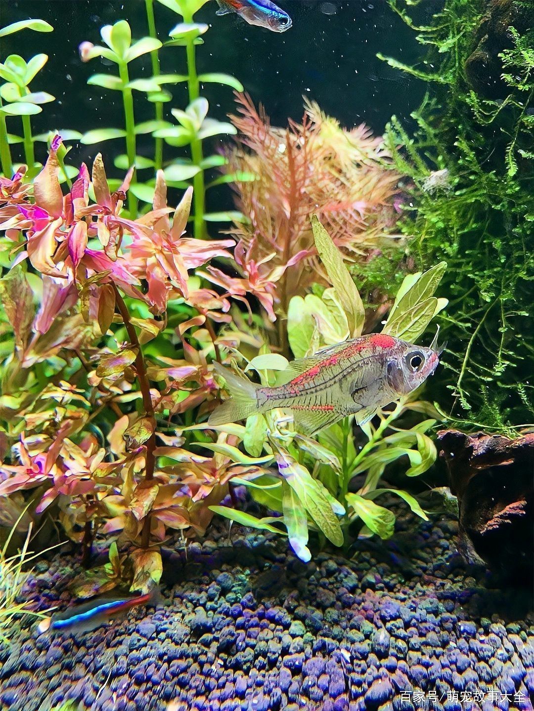 有哪些常見的龍魚染色方法？