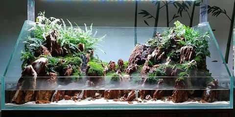 景培訓課程選擇魚缸造景培訓學校：廣州吳氏水草水族造景培訓學校選擇魚缸造景培訓課程