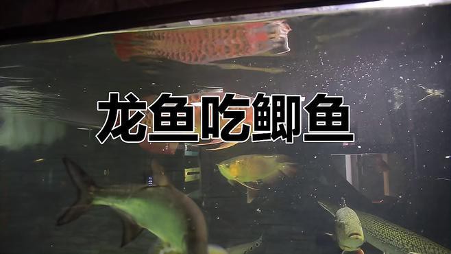 金龍魚吃魚視頻播放