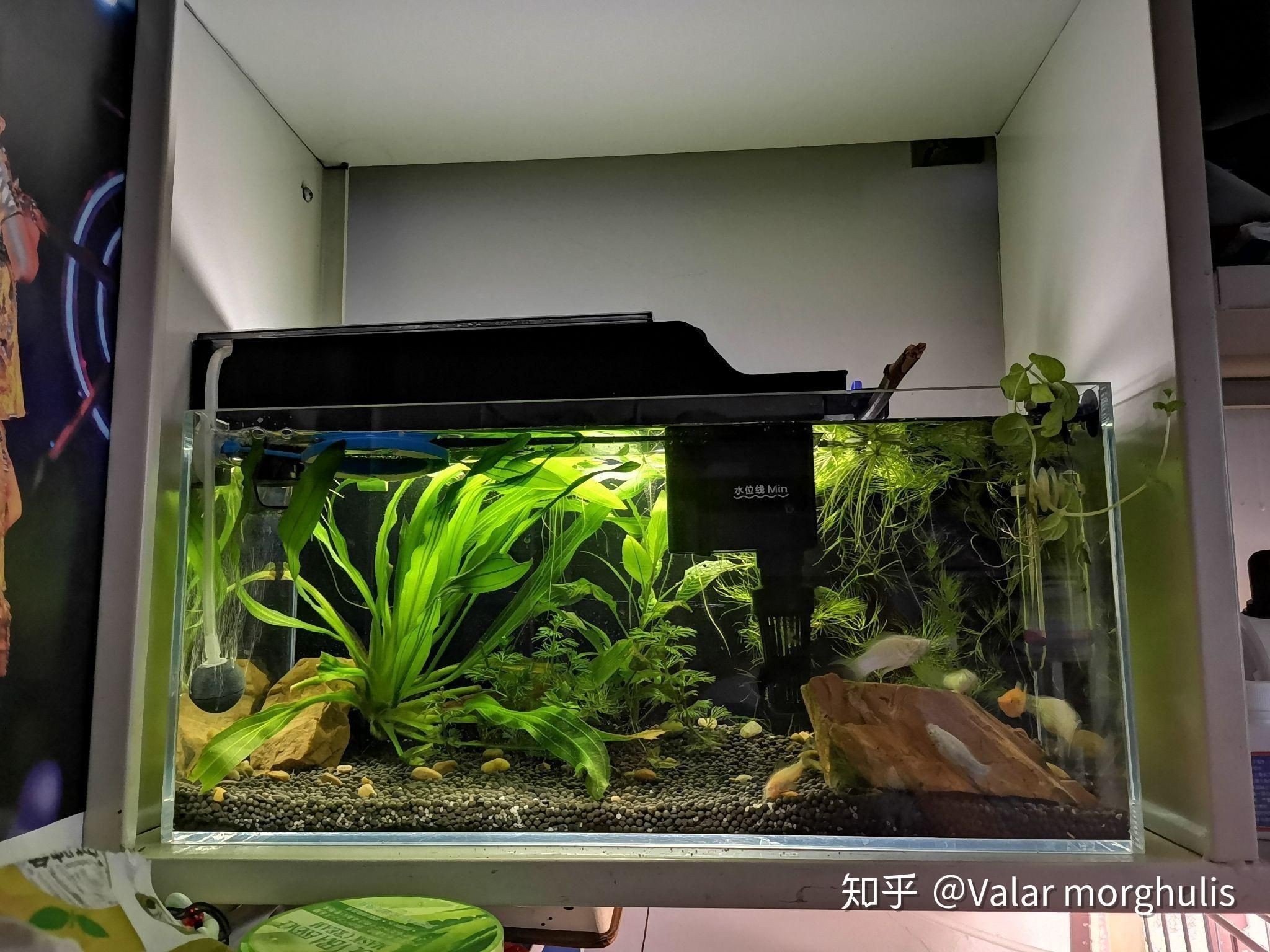 魚缸換水的科學依據了解魚缸換水的科學依據了解魚缸換水的科學原理：魚缸如何換水？