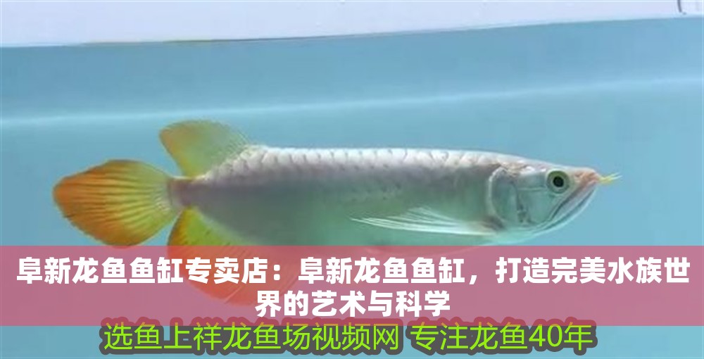 阜新龍魚魚缸專賣店：阜新龍魚魚缸，打造完美水族世界的藝術與科學 阜新龍魚魚缸專賣店：阜新龍魚魚缸，打造完美水族世界的藝術與科學 魚缸百科 第1張