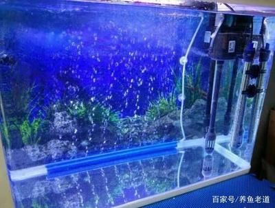 魚缸水渾濁是水質出現惡化的征兆，魚缸水渾濁的征兆：魚缸水渾濁怎么辦 魚缸水渾濁是水質出現惡化的征兆，魚缸水渾濁的征兆：魚缸水渾濁怎么辦 魚缸百科 第2張