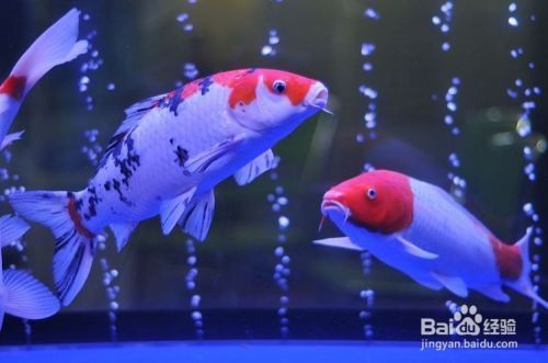 一米魚缸養(yǎng)魚大忌三個原因：一米長的魚缸，有一些養(yǎng)魚的大忌需要注意