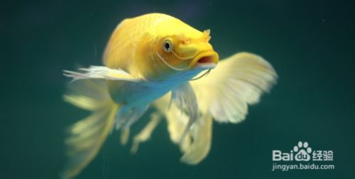 一米魚缸養(yǎng)魚大忌三個原因：一米長的魚缸，有一些養(yǎng)魚的大忌需要注意