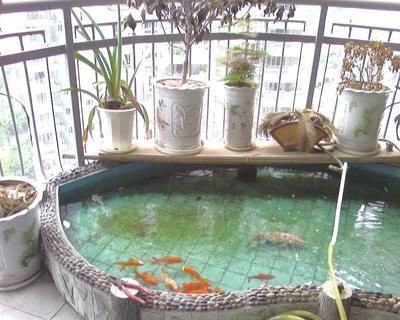 風(fēng)水魚缸管理指南：風(fēng)水魚缸拉網(wǎng)捕魚的注意事項(xiàng)