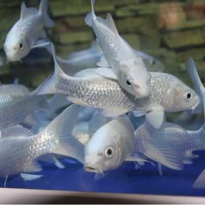 風(fēng)水魚缸管理指南：風(fēng)水魚缸拉網(wǎng)捕魚的注意事項(xiàng)