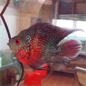 風(fēng)水魚缸管理指南：風(fēng)水魚缸拉網(wǎng)捕魚的注意事項(xiàng)