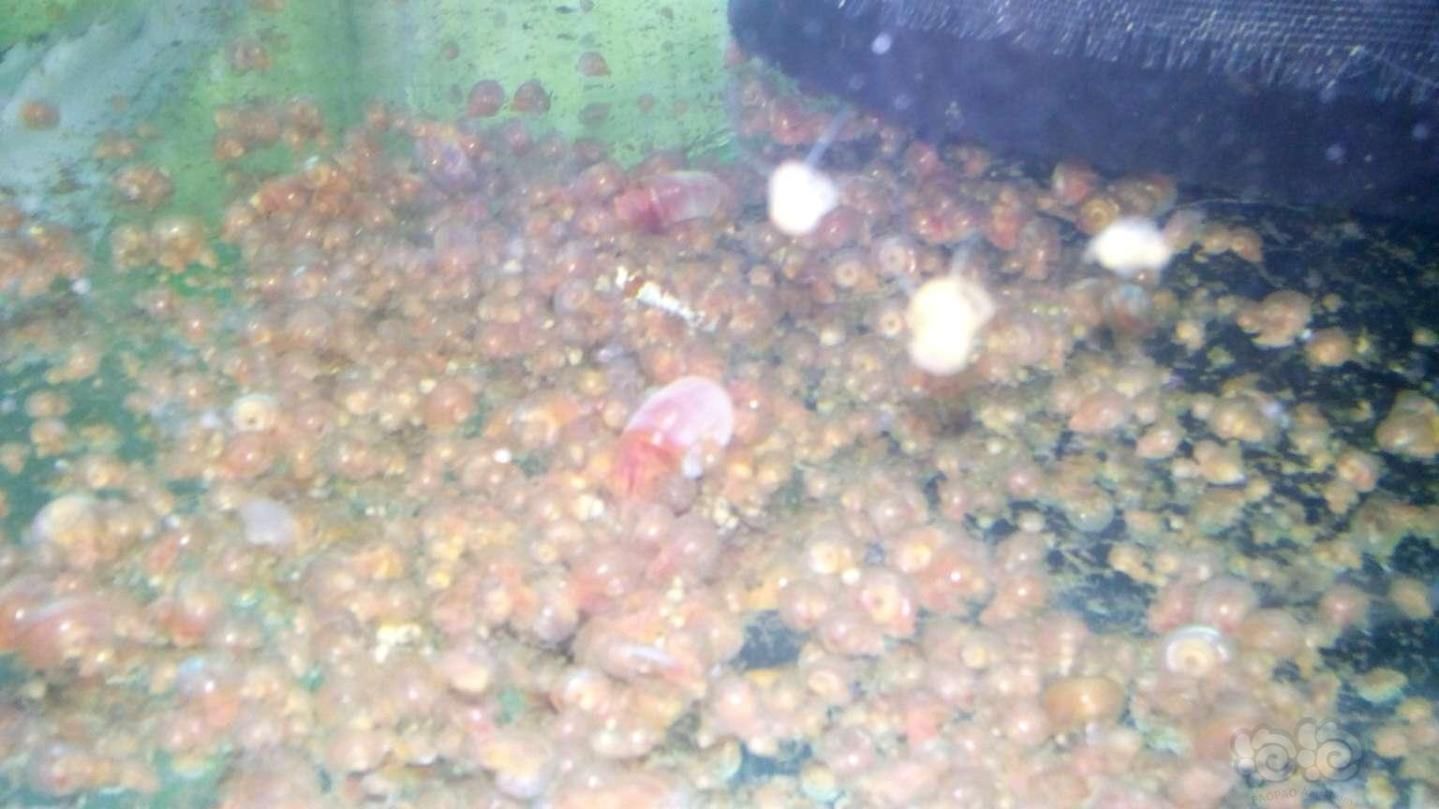 魚缸里的水很多泡泡是怎么回事 魚缸里的水很多泡泡是怎么回事 魚缸百科 第2張