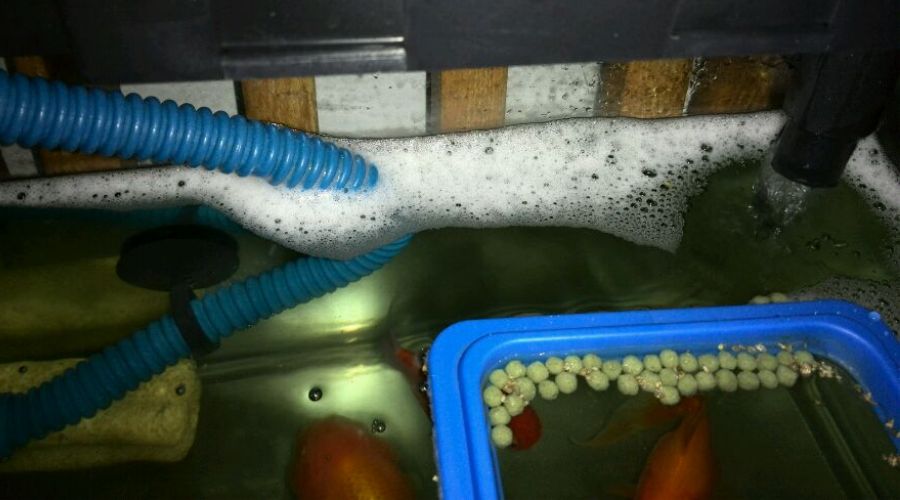魚缸里的水很多泡泡是怎么回事 魚缸里的水很多泡泡是怎么回事 魚缸百科 第3張