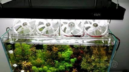 魚缸里的水很多泡泡是怎么回事 魚缸里的水很多泡泡是怎么回事 魚缸百科 第5張