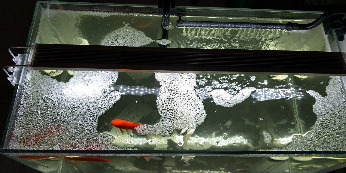 魚缸里的水很多泡泡是怎么回事 魚缸里的水很多泡泡是怎么回事 魚缸百科 第4張