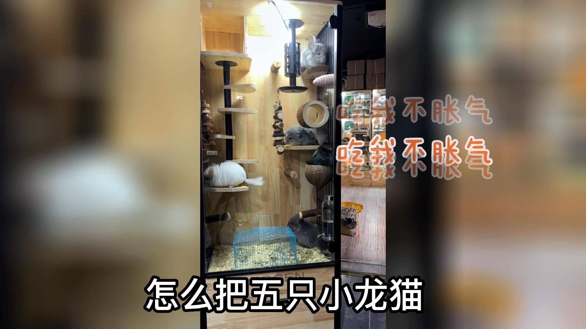 龍貓合籠后多久會適應？ 龍貓合籠后多久會適應？ 龍魚百科 第6張