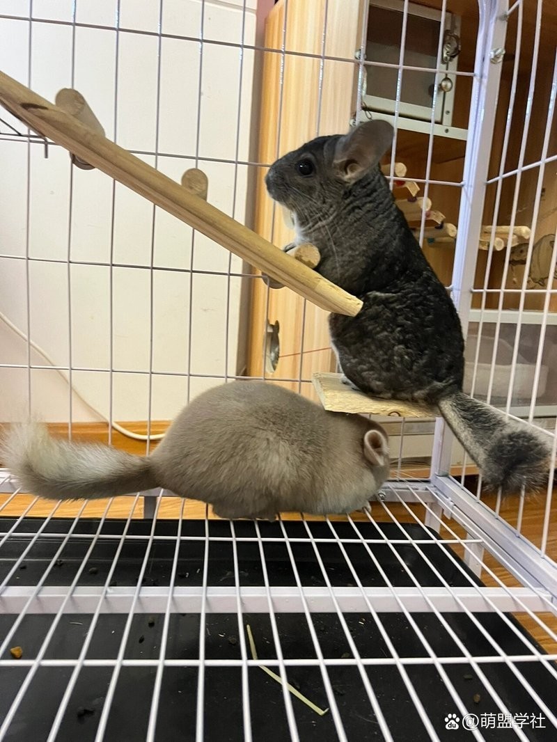 龍貓合籠后多久會適應？ 龍貓合籠后多久會適應？ 龍魚百科 第9張