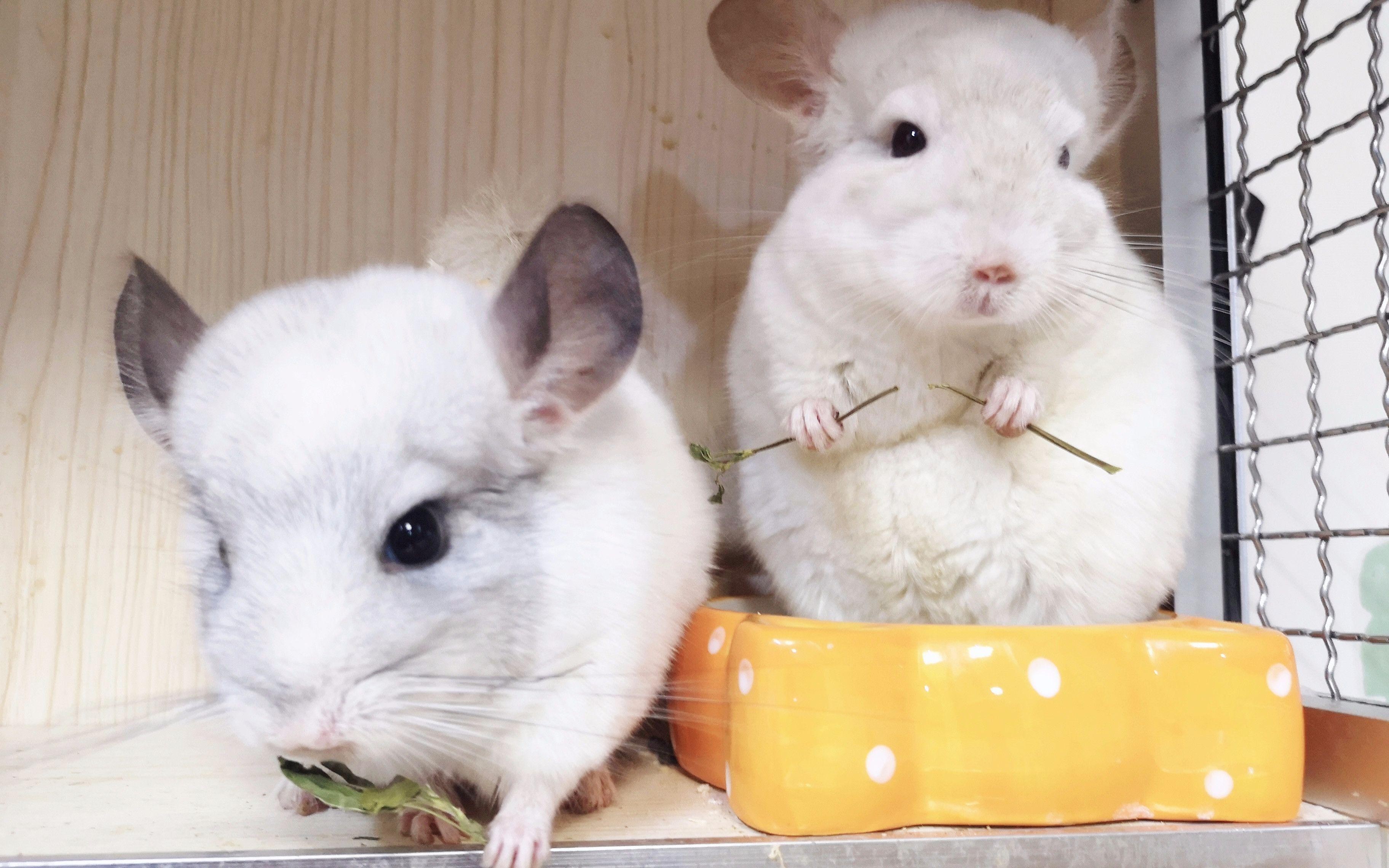 龍貓合籠后多久會適應？ 龍貓合籠后多久會適應？ 龍魚百科 第4張