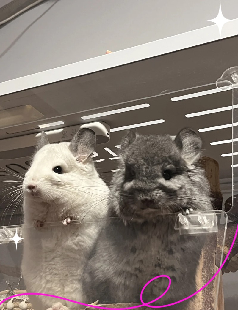 龍貓合籠后多久會適應？ 龍貓合籠后多久會適應？ 龍魚百科 第8張