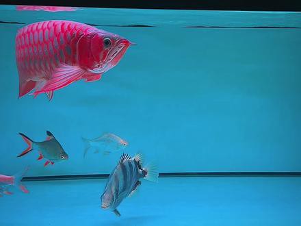 樂(lè)中樂(lè)龍魚(yú)飼料 樂(lè)中樂(lè)龍魚(yú)飼料 龍魚(yú)百科 第13張