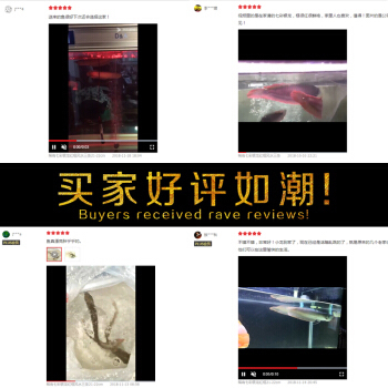 賽級古典過背金龍最貴三個階段