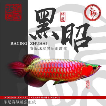 賽級古典過背金龍最貴三個階段