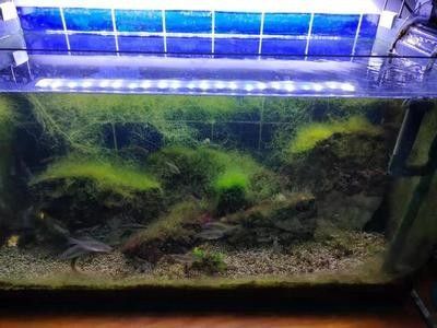 龍魚飼養(yǎng)綠水處理方法：龍魚飼養(yǎng)過程中如何處理綠水
