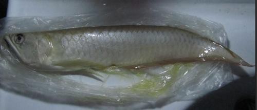 死龍魚圖片
