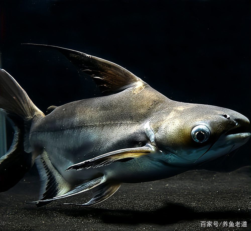 死龍魚圖片