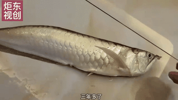 死龍魚圖片