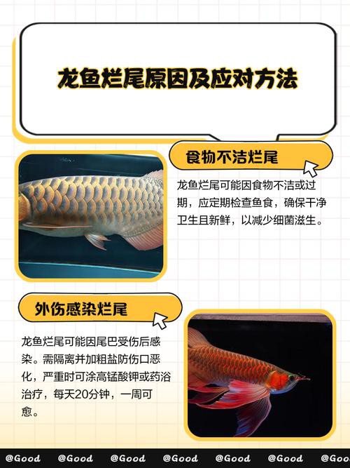 死龍魚圖片