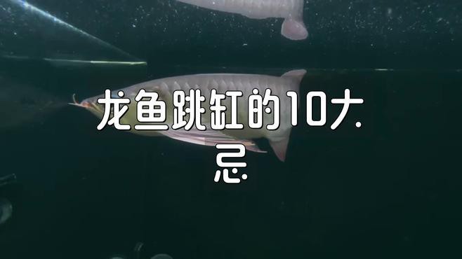 死龍魚圖片