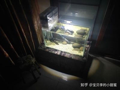 海景坊魚缸過濾系統的構建原理和操作方法和優化方法：led燈在魚缸中的作用