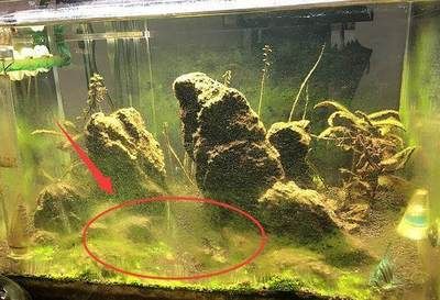 海景坊魚缸過濾系統的構建原理和操作方法和優化方法：led燈在魚缸中的作用