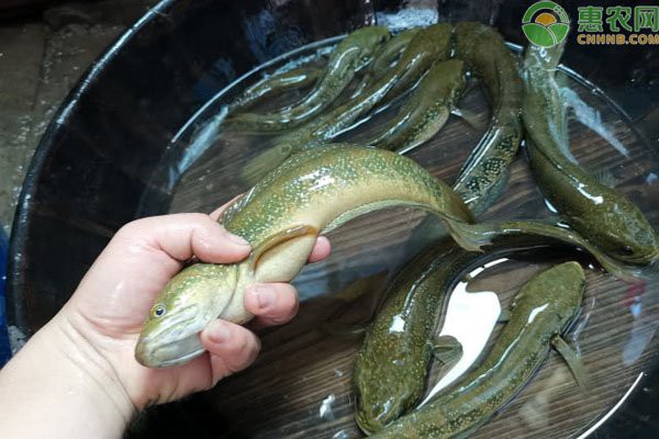 養七星魚不吉利的原因，七星魚養殖前景如何